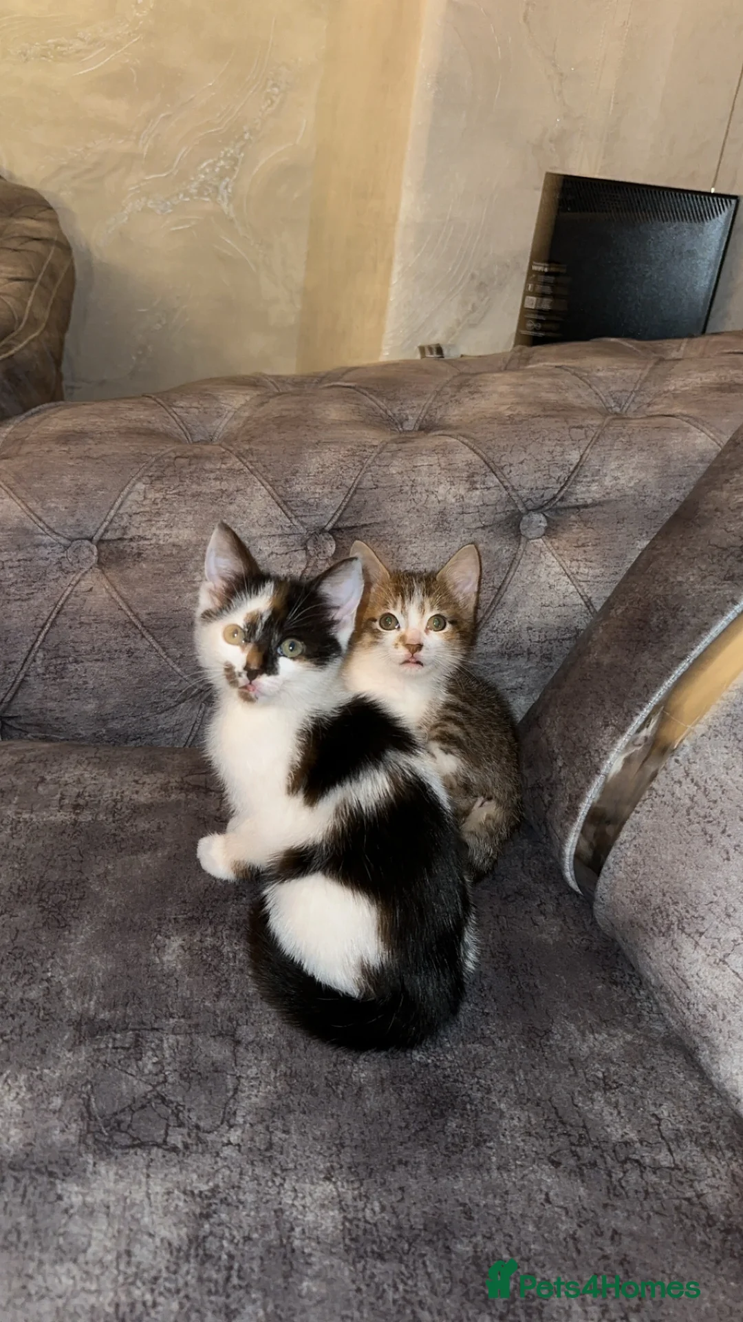 Domestic Shorthair cats for sale: Gorgeous tabby and British shorthair kitten - Advert 10