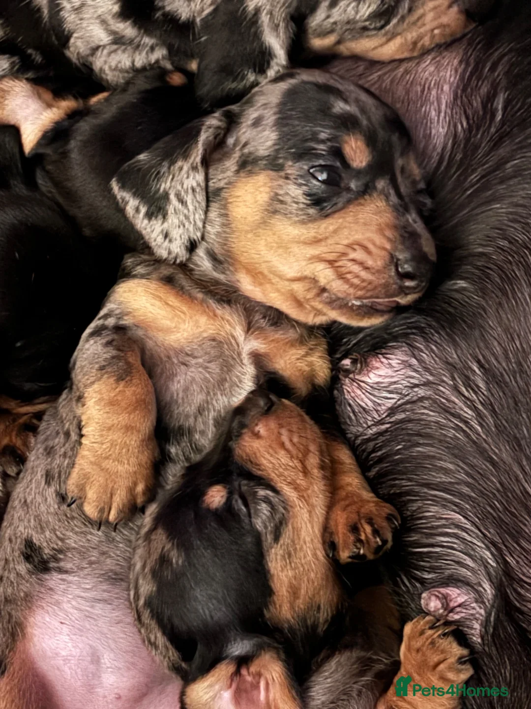 Miniature Dachshund dogs for sale: READY NOW - Stunning Miniature Dachshunds - Advert 2