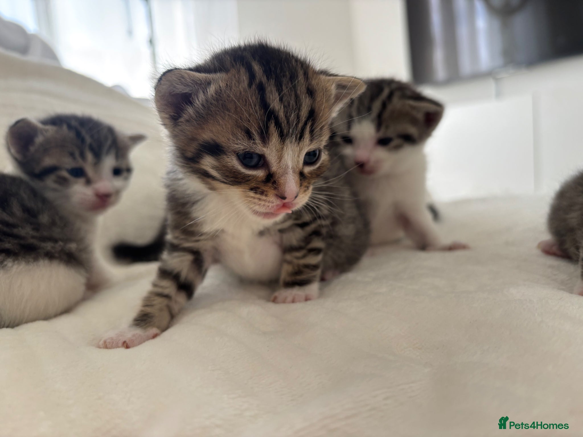 Mixed Breed cats Kittens for sale  - Advert 9