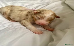 Australian Shepherd dogs for sale: Miss Julie Duckworth - Image 10
