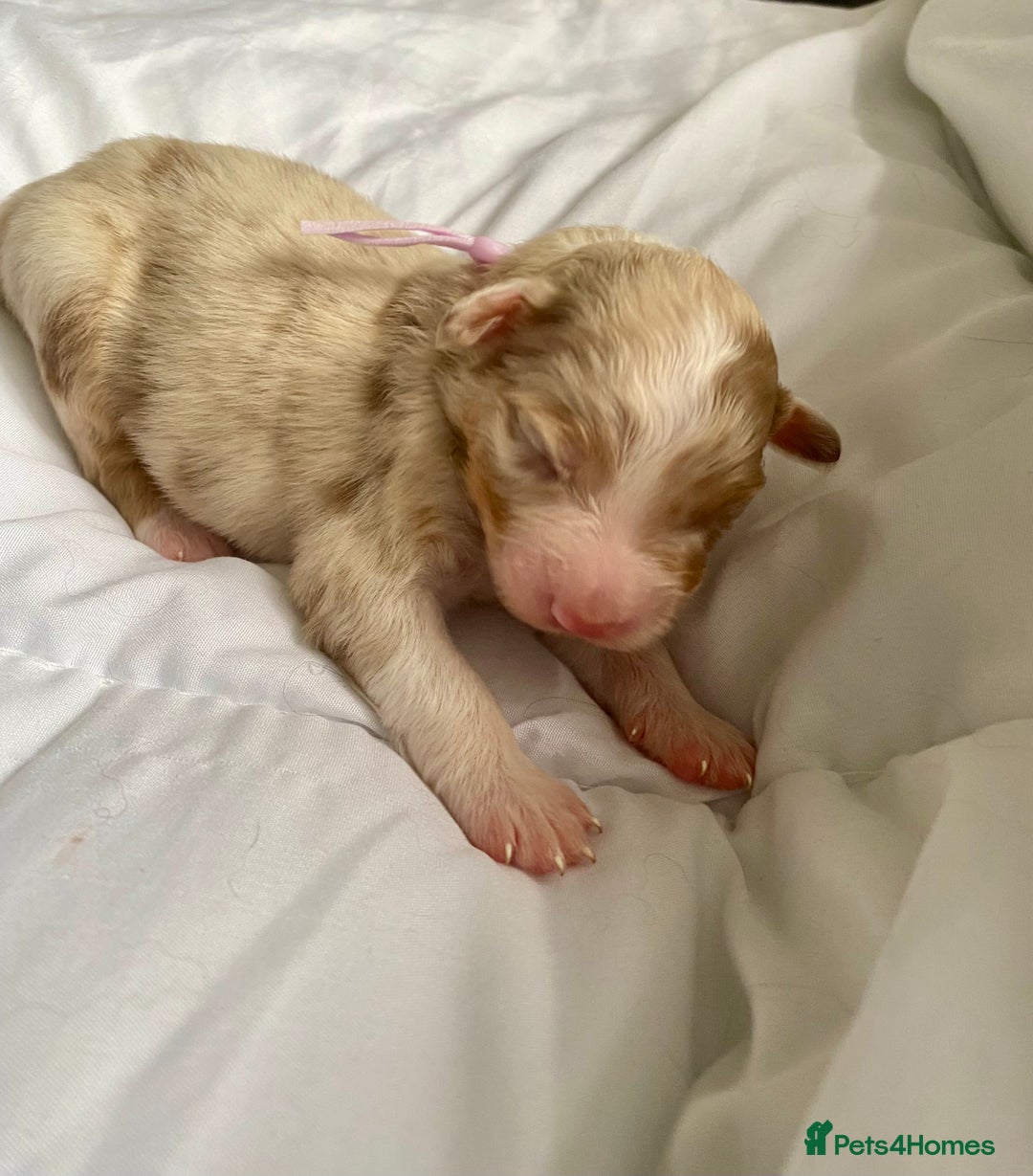 Australian Shepherd dogs for sale: Miss Julie Duckworth - Image 10