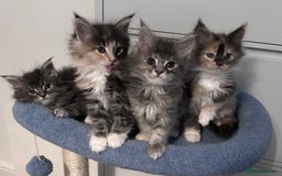 Maine Coon cats for sale: Beautiful female full Maine coon kittens  - Image 2