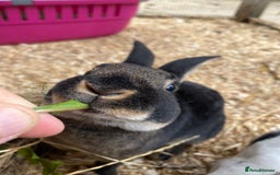Rex rabbits for sale: Well Handled, Purebred Mini Rex Rabbits - Image 1