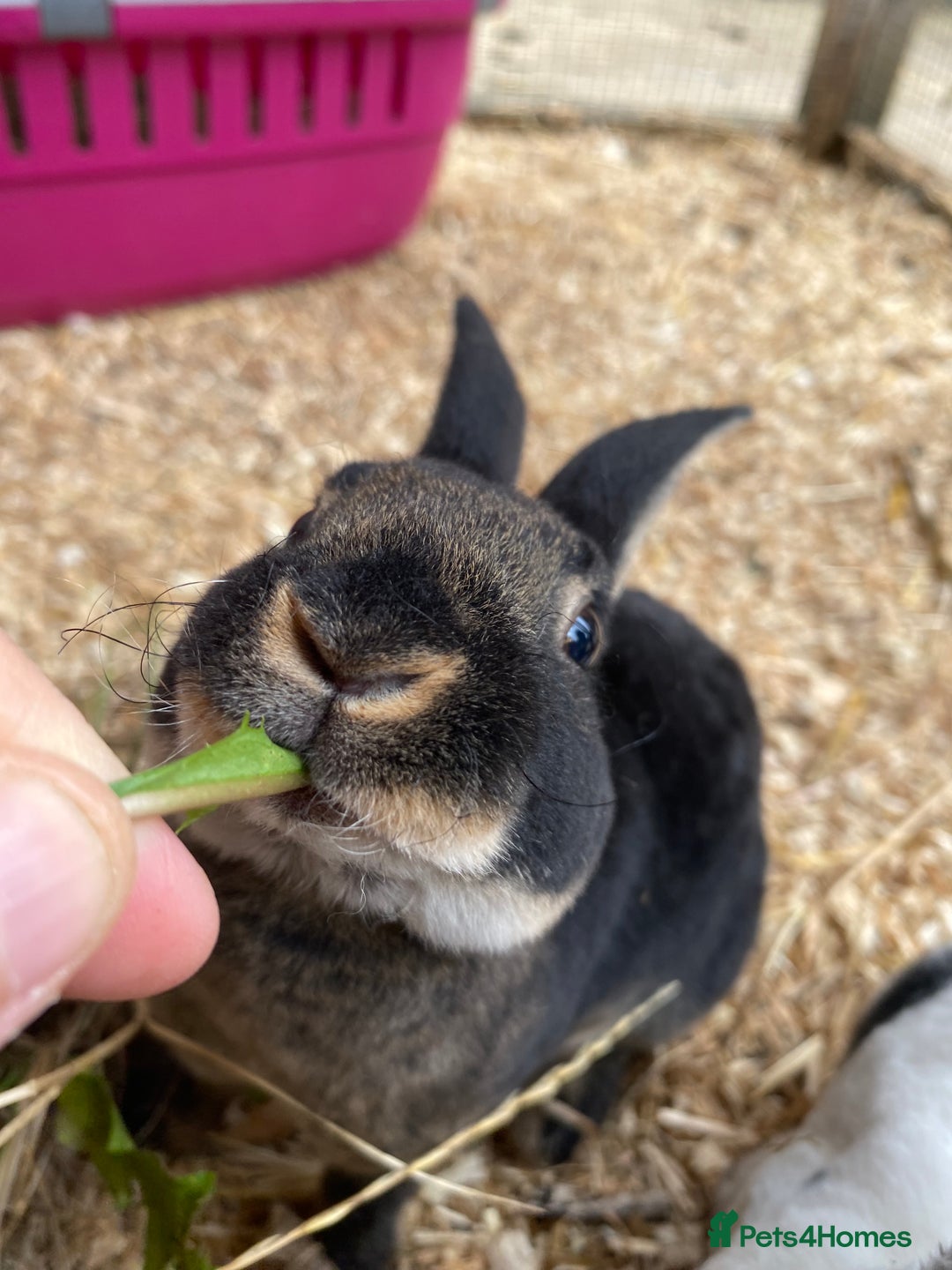 Rex rabbits for sale: Well Handled, Purebred Mini Rex Rabbits - Image 1