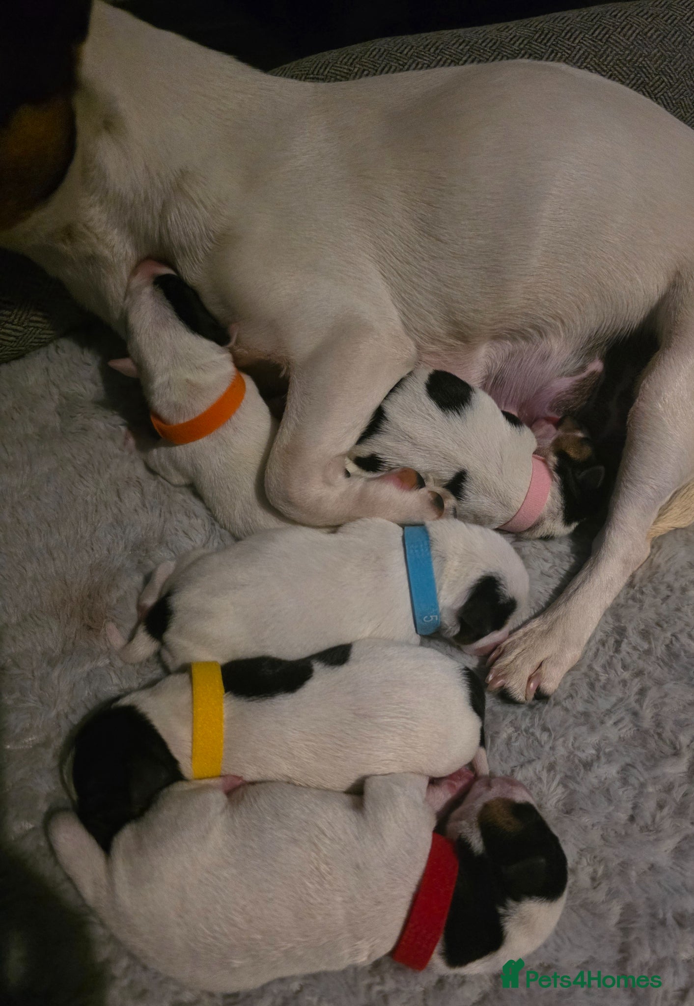 Jack Russell dogs 5 miniature jack russells  - Advert 7