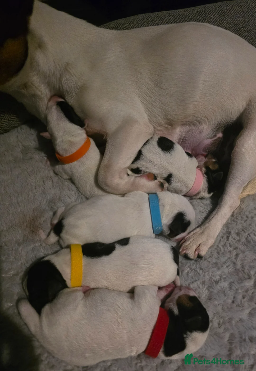 Jack Russell dogs for sale: 5 miniature jack russells  in Doncaster - Advert 1