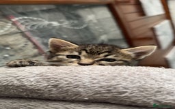 Pixie Bob cats for sale: 3 pixie bob kittens for sale  - Image 7