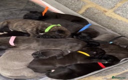 Cane Corso dogs for sale: Cane Corso first litter of puppies !! - Image 5