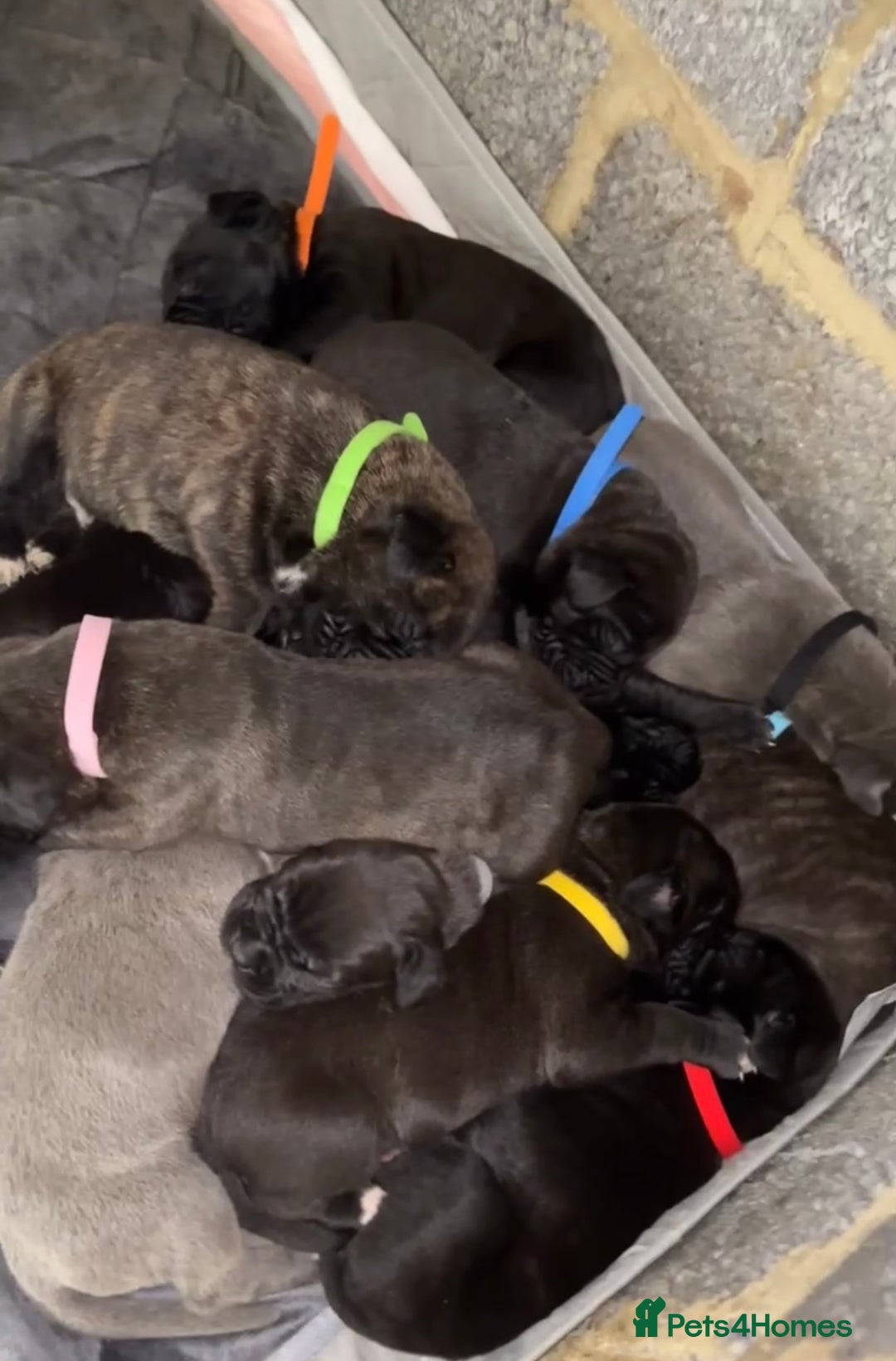 Cane Corso dogs for sale: Cane Corso first litter of puppies !! - Image 5