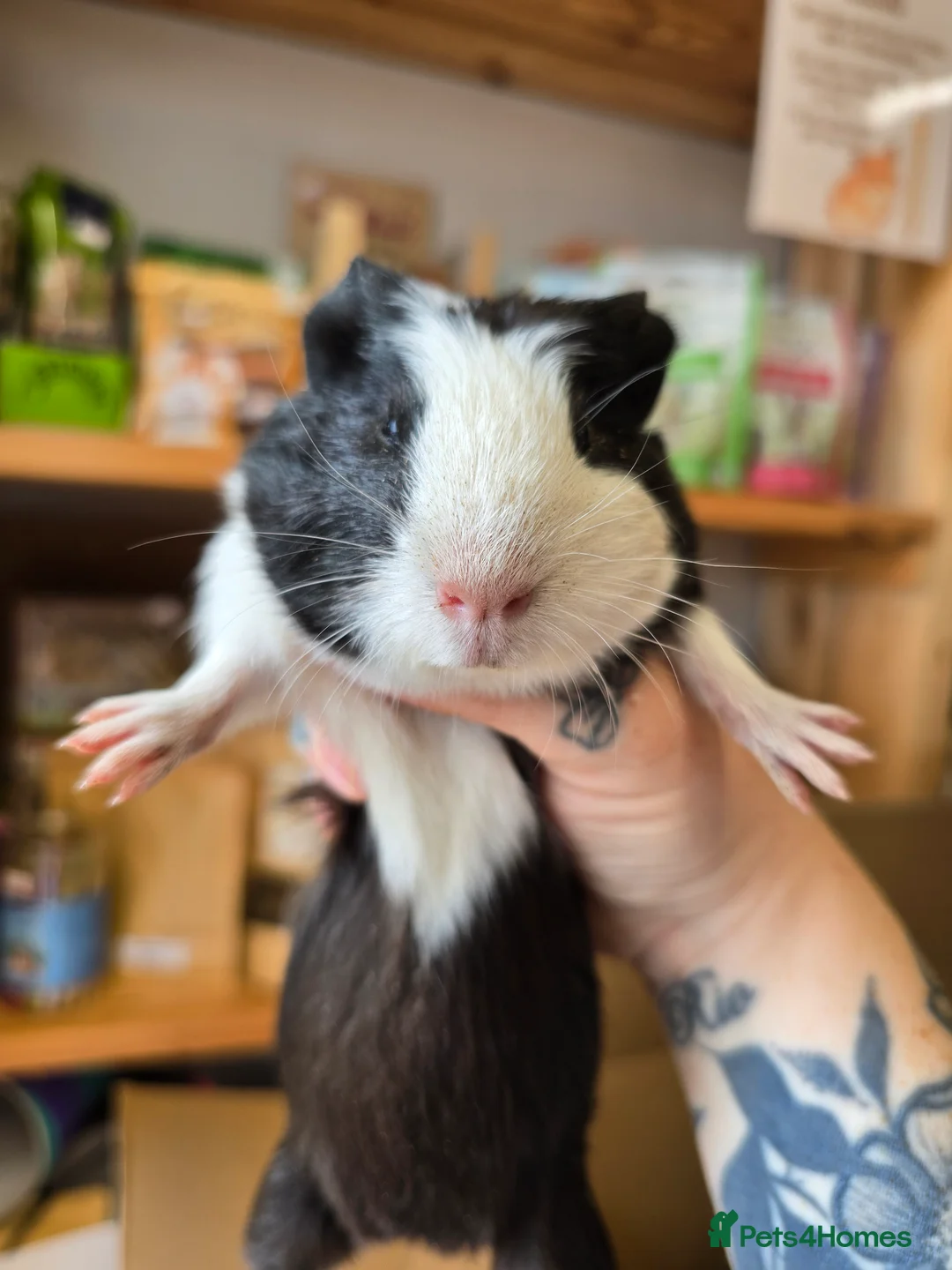 Guinea Pig rodents for sale: Baby male guinea pigs available  - Advert 1