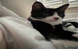 Mixed Breed cats for sale: Lovely 4 months kitten look for home foreve  - Image 3