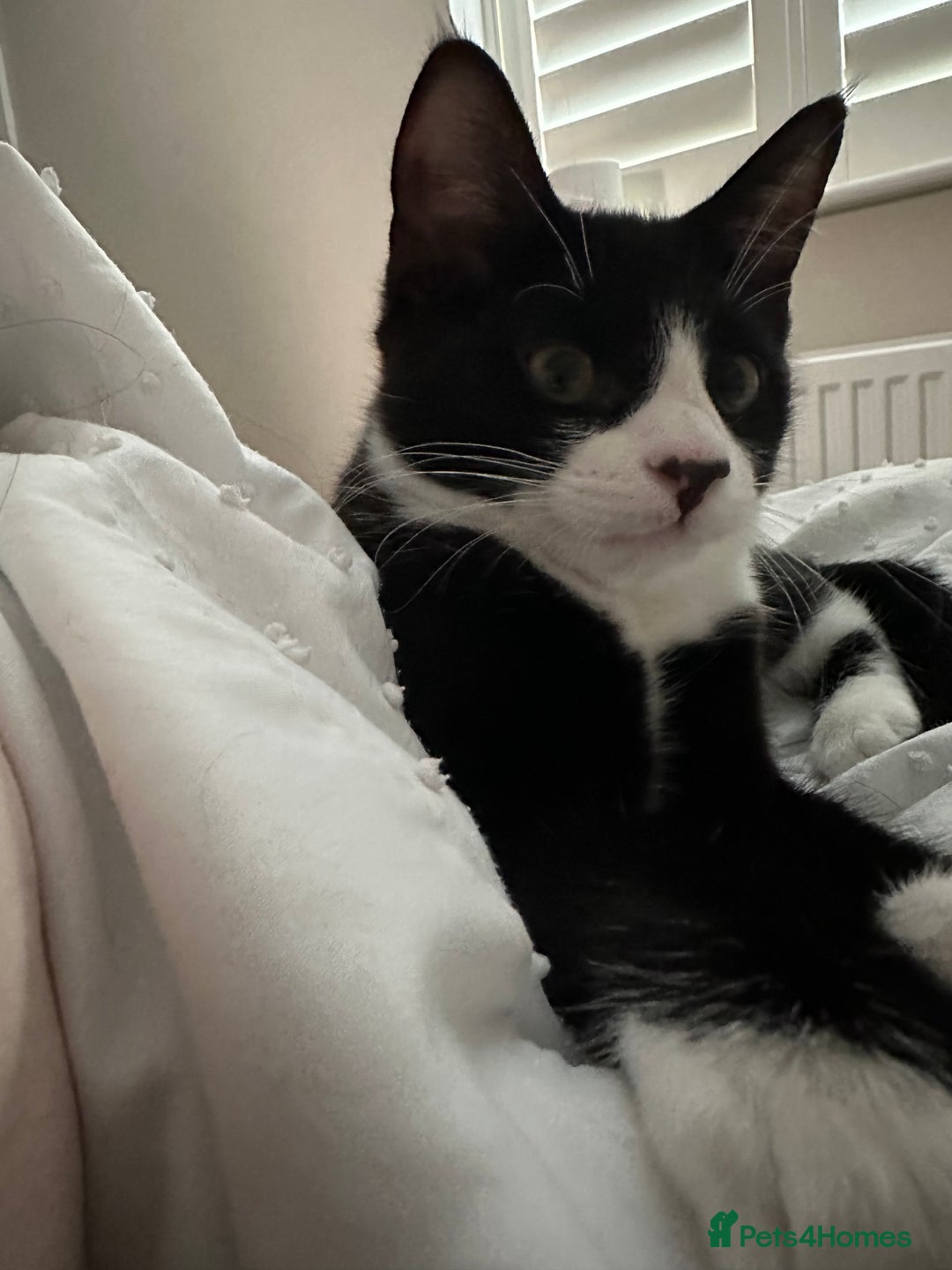 Mixed Breed cats for sale: Lovely 4 months kitten look for home foreve  - Image 3