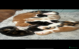 Maine Coon cats for sale: Maine Coon Cross Kittens  - Image 5