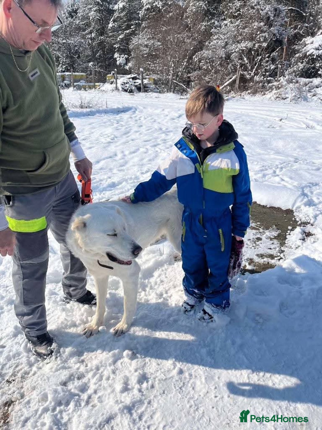 Mixed Breed dogs for adoption: Meet Lucky, currently residing in Aberdeen - Advert 10