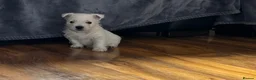 West Highland Terrier dogs for sale: West highland terrier puppies  - Advert 30