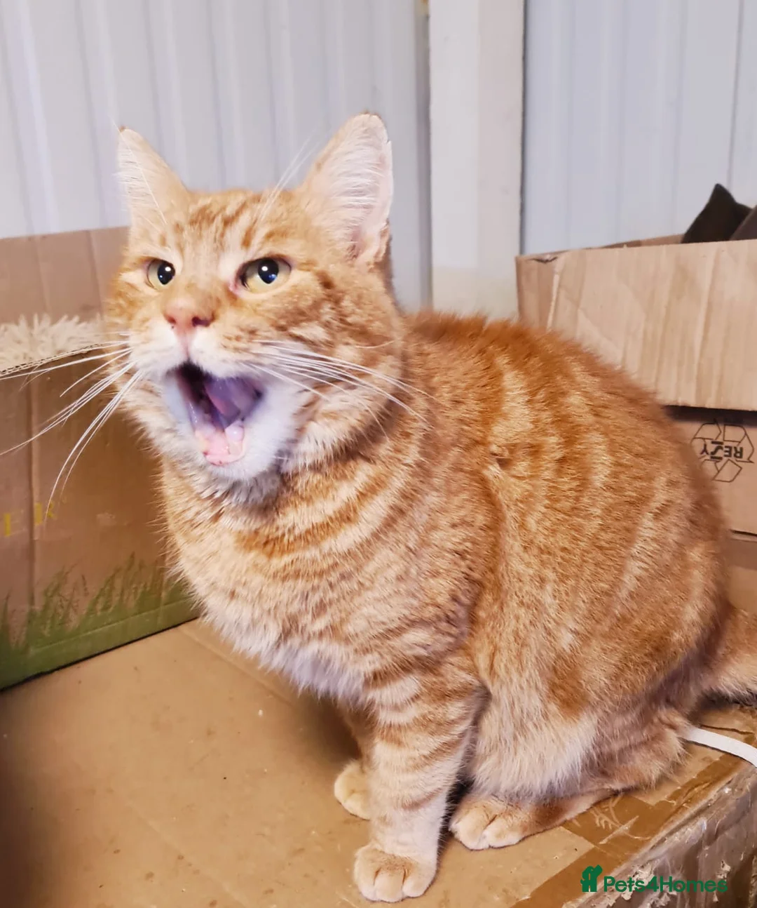 Mixed Breed cats for adoption: 🐾 PORTO – a Handsome Boy for a Loving Home🐾 - Advert 2