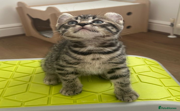 Highlander cats for sale - Advert 3