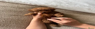 Toy Poodle 2