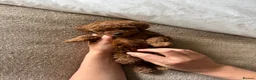 Toy Poodle dogs for sale: Pedigree  in Dumfries - Advert 8