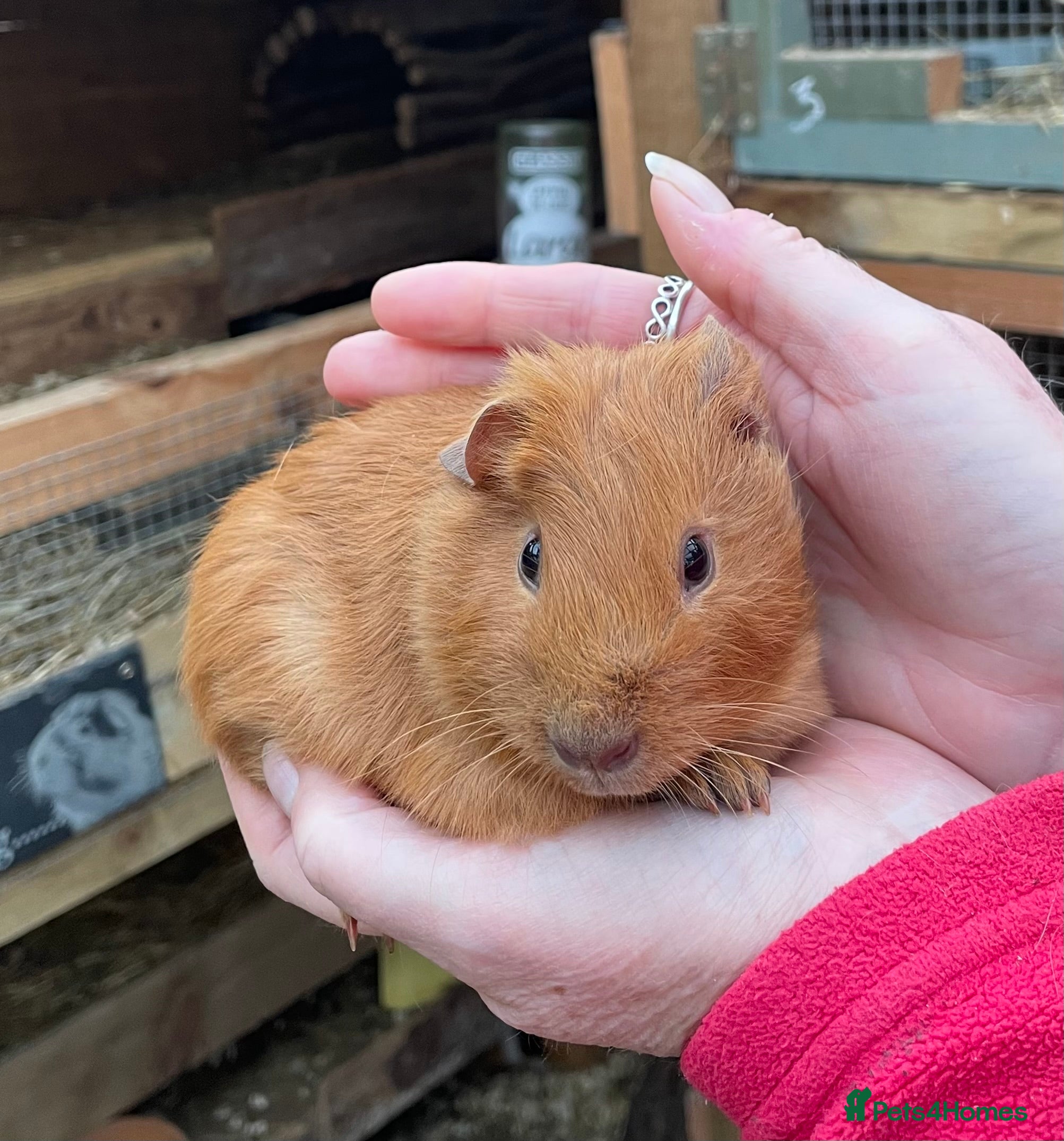 Guinea Pig rodents Bonded baby guinea pigs  - Advert 1