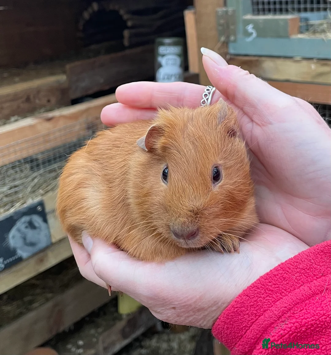 Guinea Pig rodents for sale: Bonded baby guinea pigs  - Advert 1