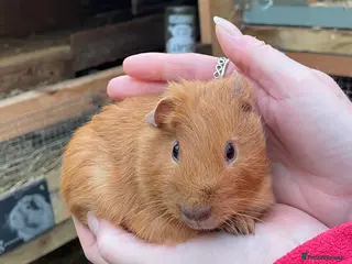Guinea Pig rodents Bonded baby guinea pigs - Advert 1