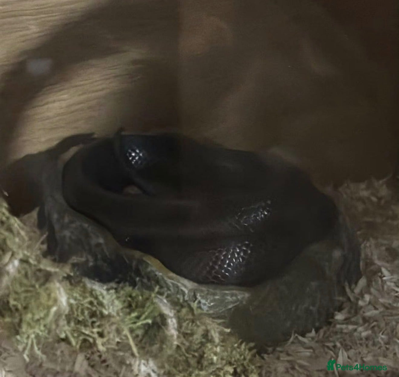 King Snake reptiles for sale: Mexican King Snake - One Year Old  - Advert 1