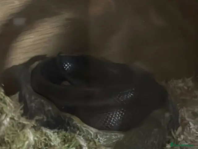 King Snake reptiles for sale: Mexican King Snake - One Year Old - Advert 2