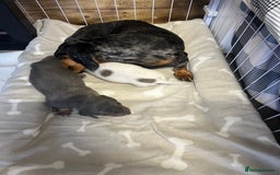 Miniature Dachshund dogs for sale: Miniture dachshund pups  - Advert 14