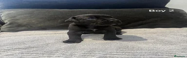Cane Corso Puppy 2