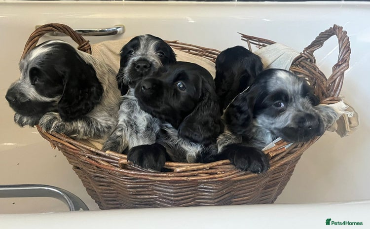 Cocker Spaniel dogs - Advert 2