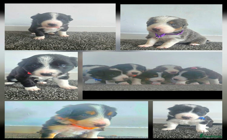 Border Collie dogs - Advert 3
