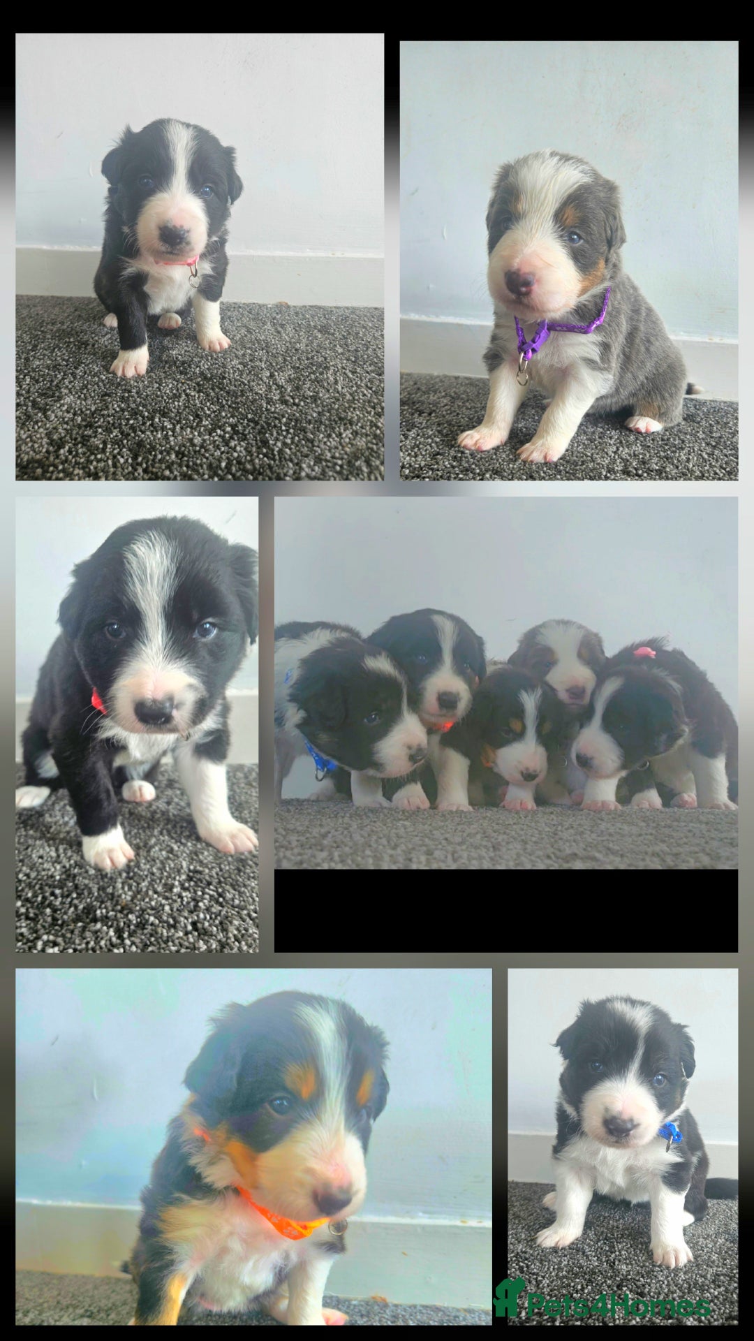 Border Collie dogs for sale: 2 border Collie Pups available  - Image 1