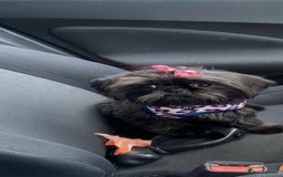 Shih Tzu dogs for sale: Adorable Shih Tzu Puppies - Advert 2