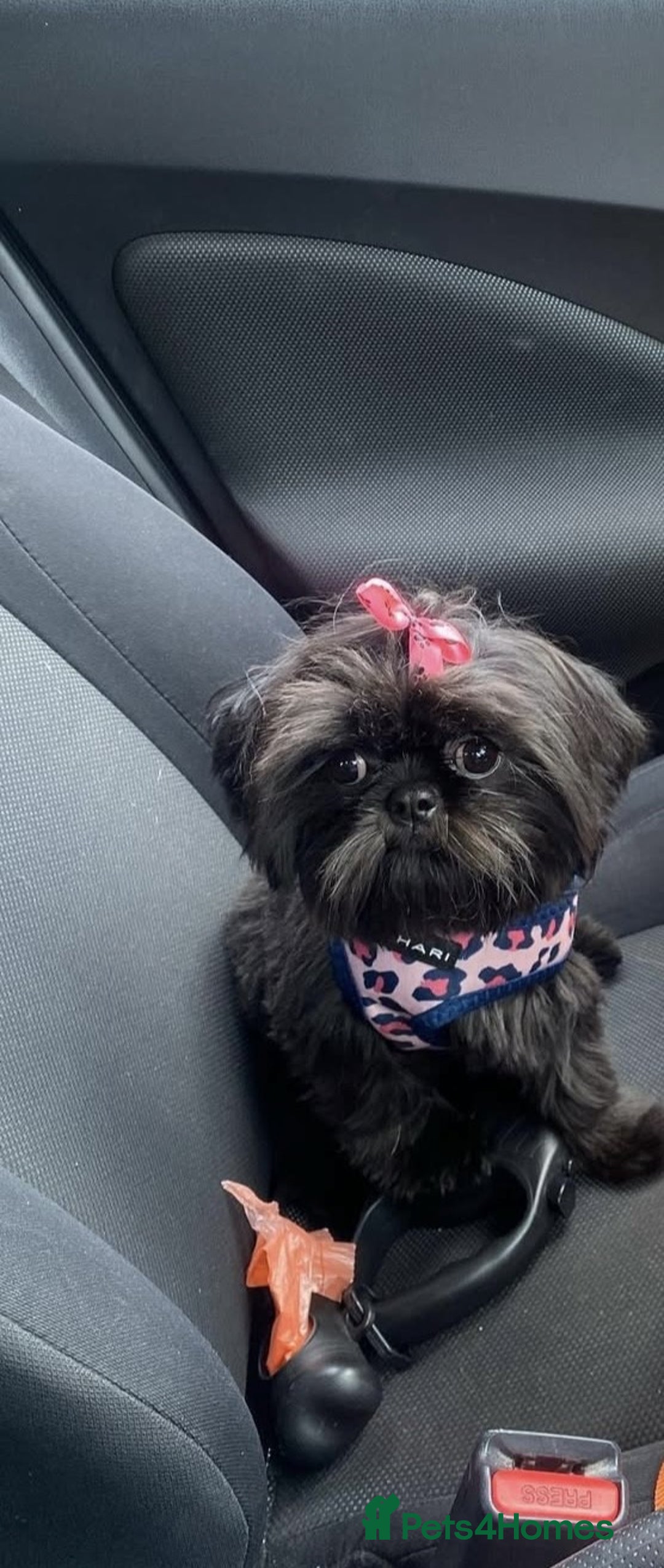 Shih Tzu dogs for sale: Adorable Shih Tzu Puppies - Advert 2