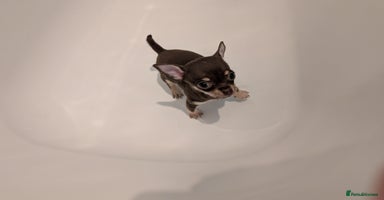 Chihuahua dogs - Advert 4
