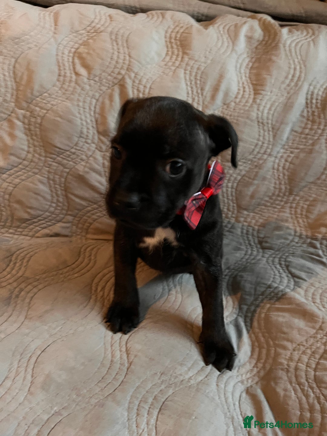 Staffordshire Bull Terrier dogs for sale: READY NOW KC STAFFORDSHIRE BULL TERRIER - Image 15