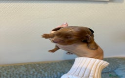 Cocker Spaniel dogs for sale: 🐶Cocker Spaniel Pups Looking for Forever Family🐶 - Image 32