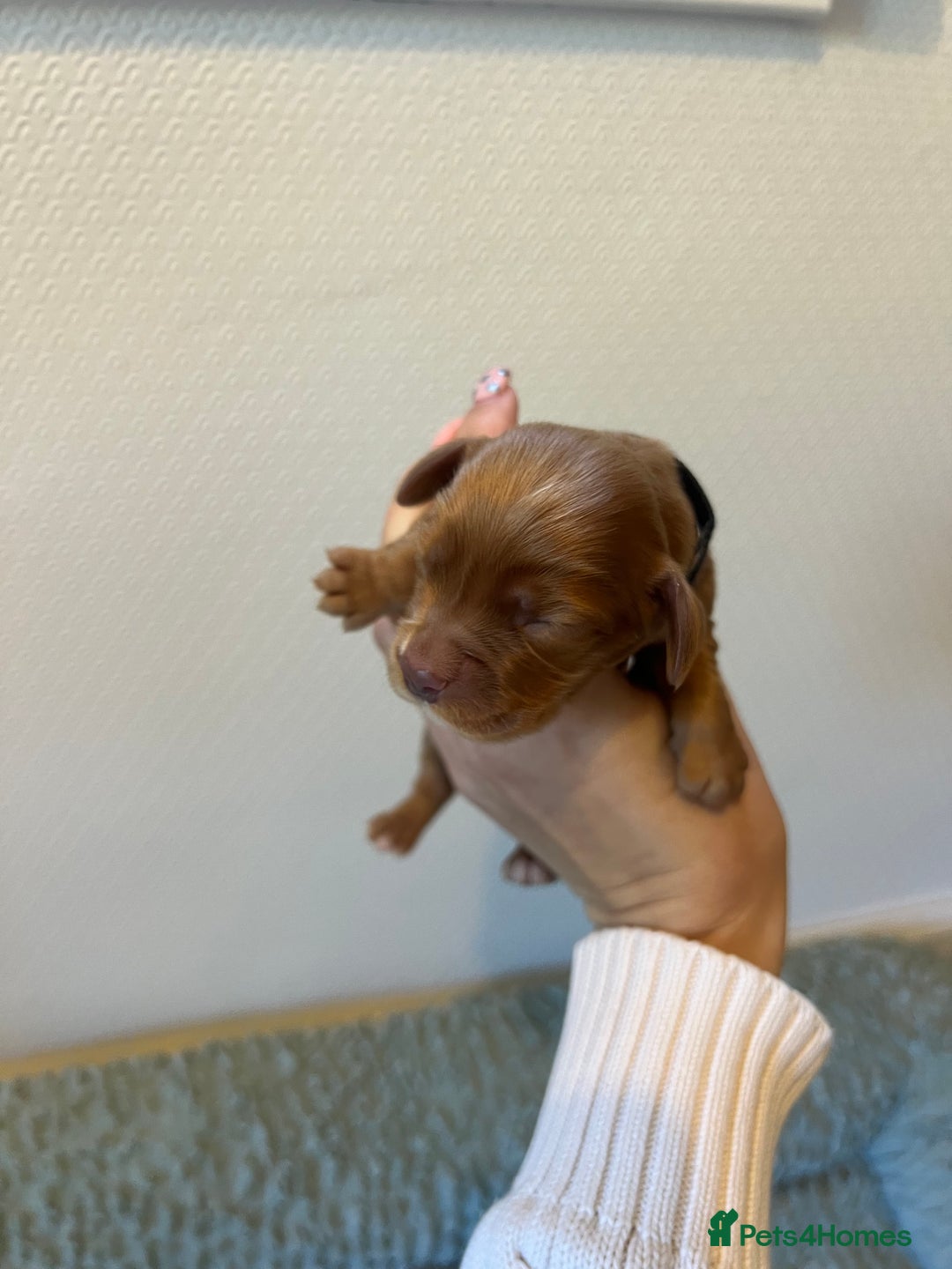 Cocker Spaniel dogs for sale: 🐶Cocker Spaniel Pups Looking for Forever Family🐶 - Image 32