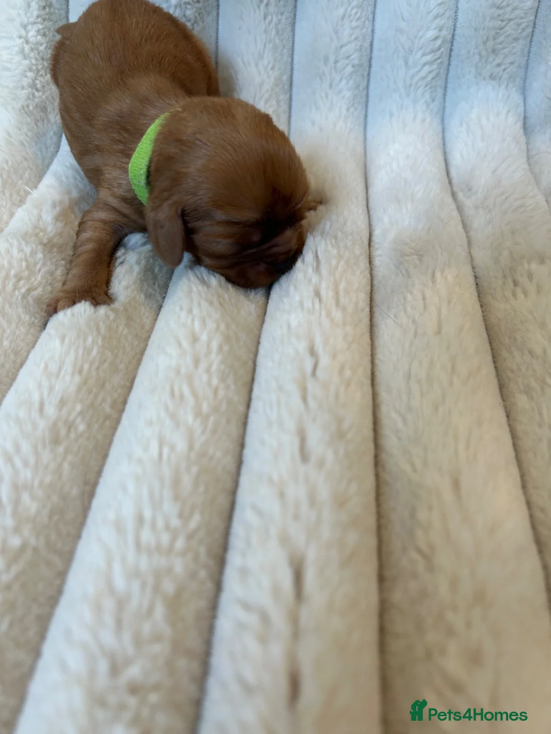 Cavalier King Charles Spaniel dogs for sale: Cavalier King Charles  - Advert 17