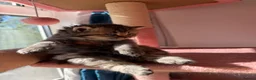British Longhair cats for sale: gorgeous kittens Looking for a lovely home - Advert 9