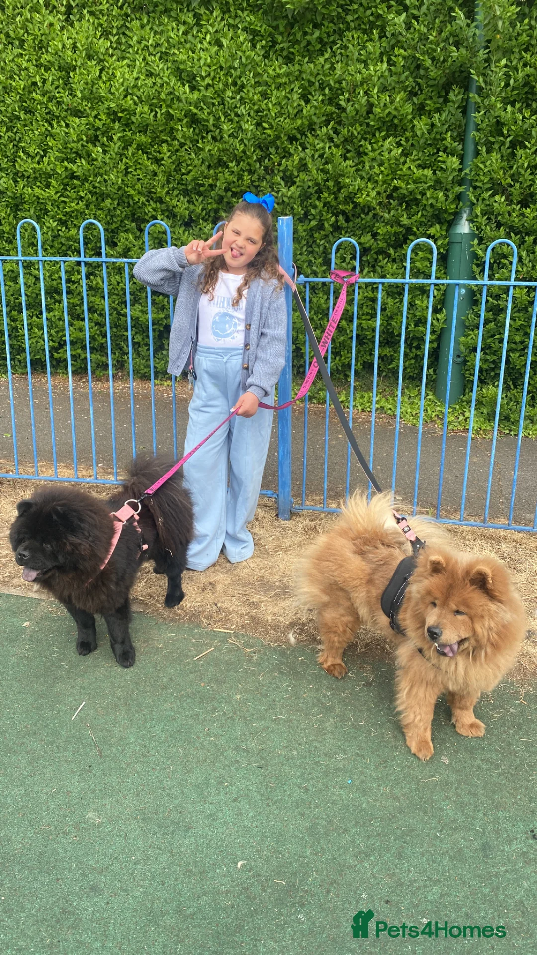 Chow Chow dogs for sale: Female Chow Chow - Chocolate  - Advert 1