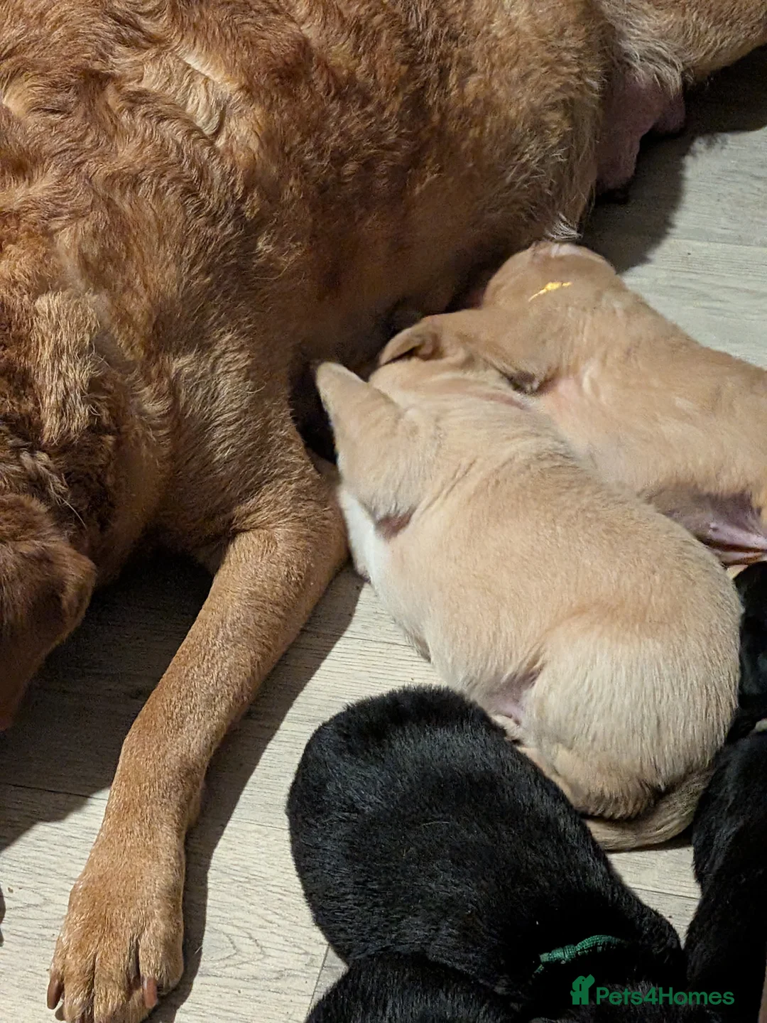 Labrador Retriever dogs for sale: KC registered Fox Red boy & black girl  - Advert 6