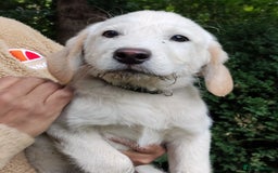 Labradoodle dogs for sale: Labradoodle / Fox Red Labrador X Puppies - Image 32