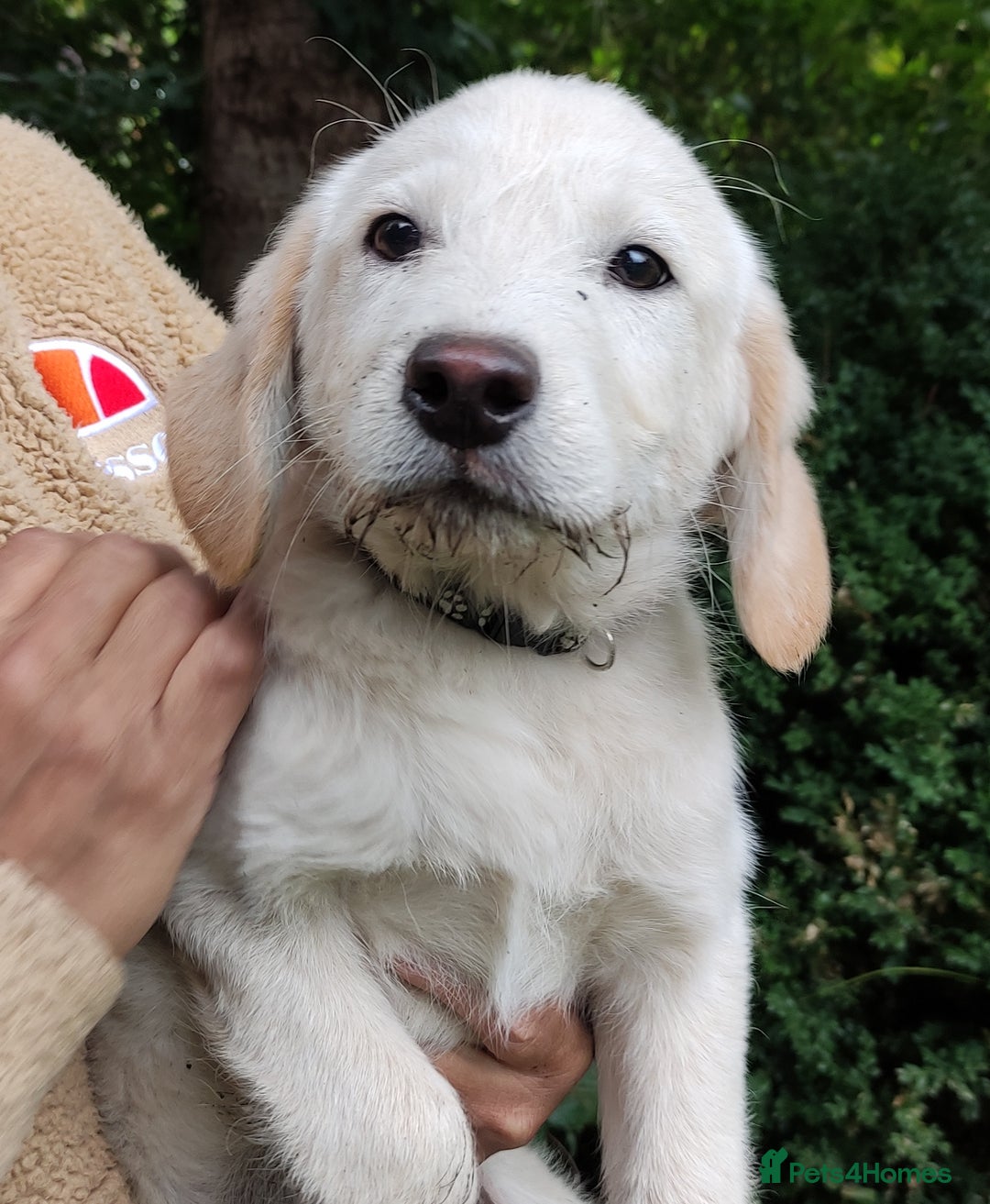 Labradoodle dogs for sale: Labradoodle / Fox Red Labrador X Puppies - Image 32