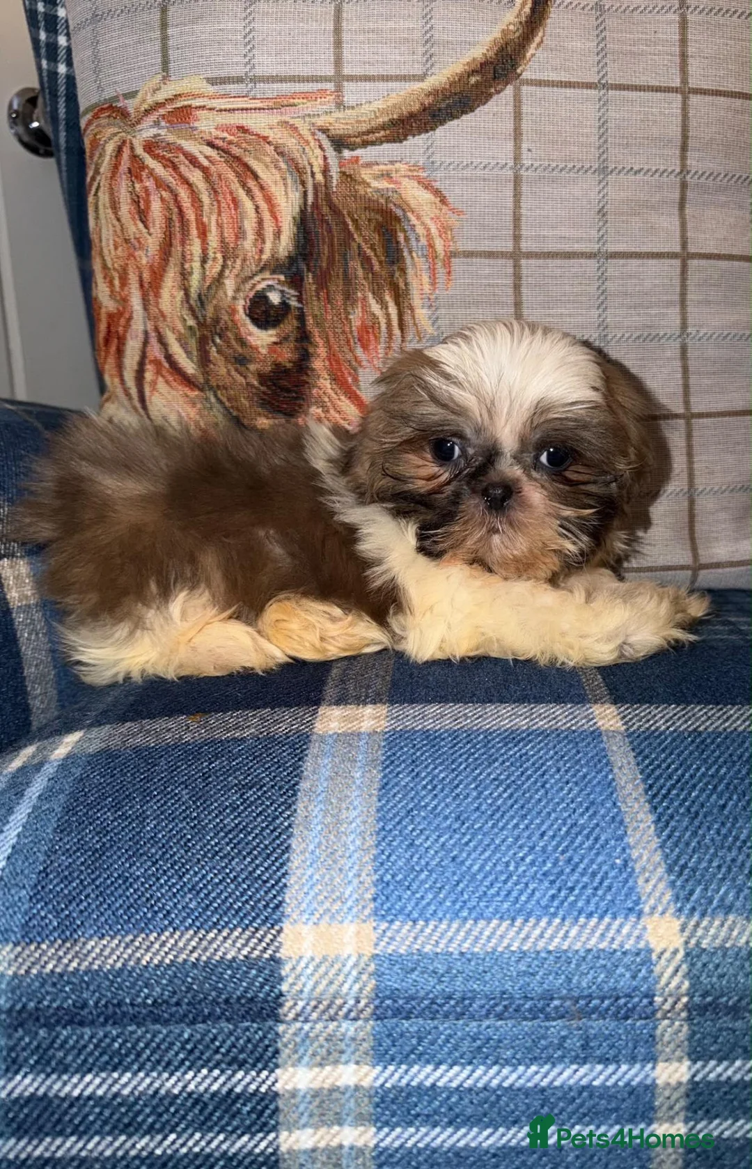Shih Tzu dogs for sale: 🩷🩷One Blue & White Parti Girl 🩷🩷 - Advert 2