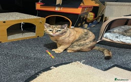 Domestic Shorthair cats for adoption: Loving Sage Looking for an Indoor ONLY home - Image 2