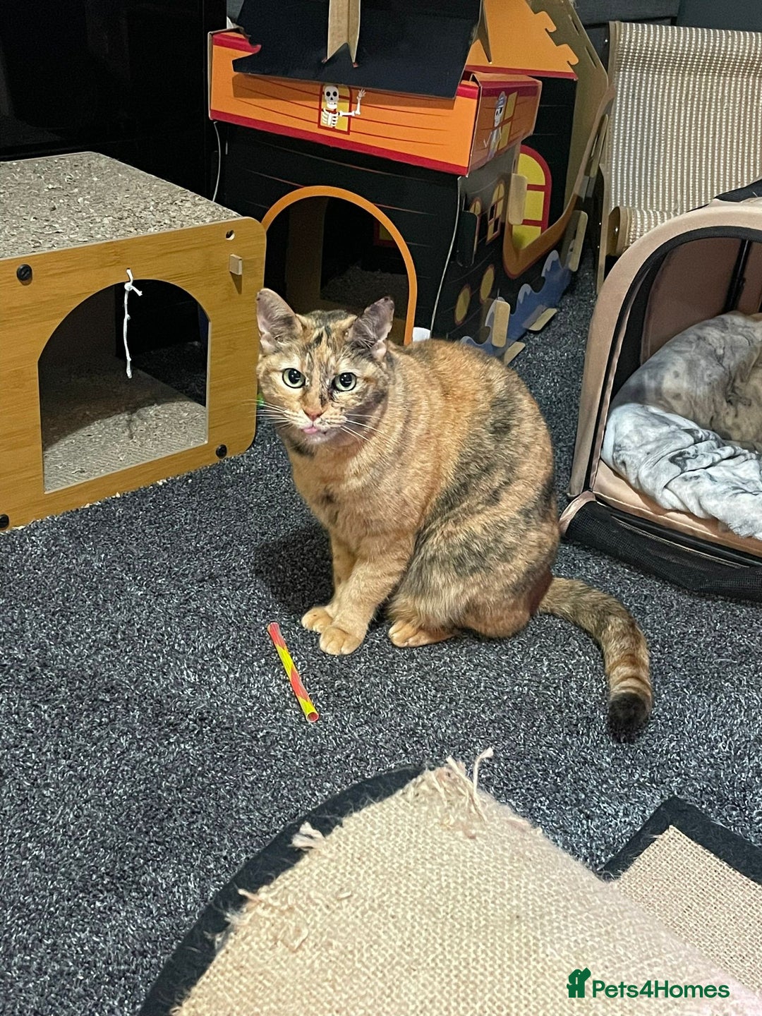 Domestic Shorthair cats for adoption: Loving Sage Looking for an Indoor ONLY home - Image 2