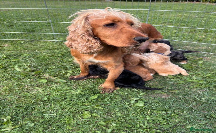 Cockapoo dogs - Advert 1