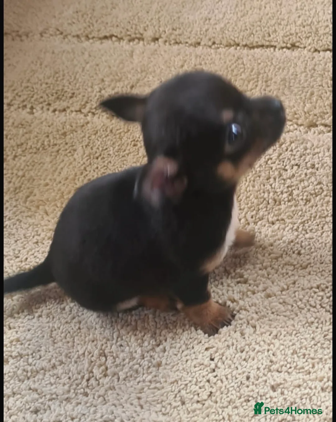 Chihuahua dogs for sale: Minature chihuahuas in Wakefield - Advert 3